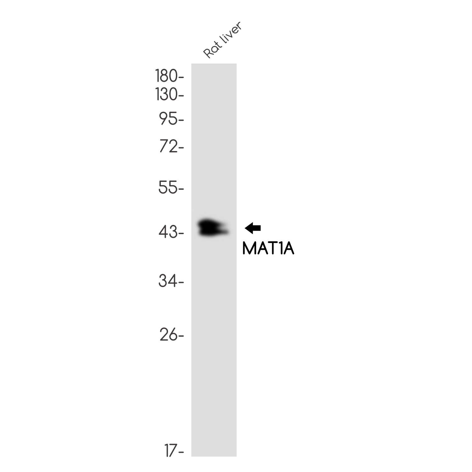 MAT1A Rabbit mAb