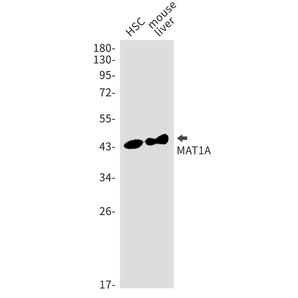 MAT1A Rabbit mAb