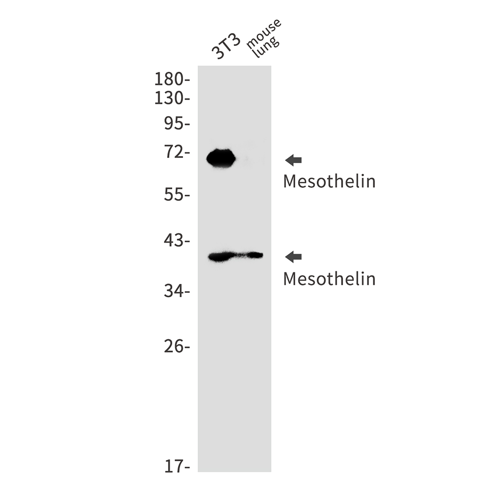 Mesothelin Rabbit mAb