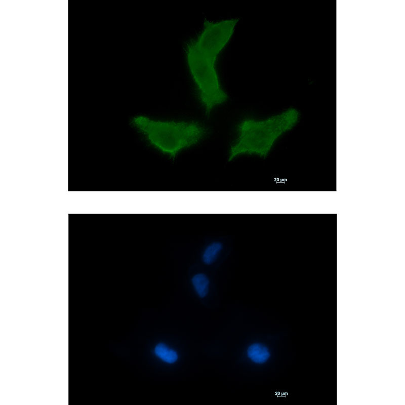 NEK9 Rabbit mAb