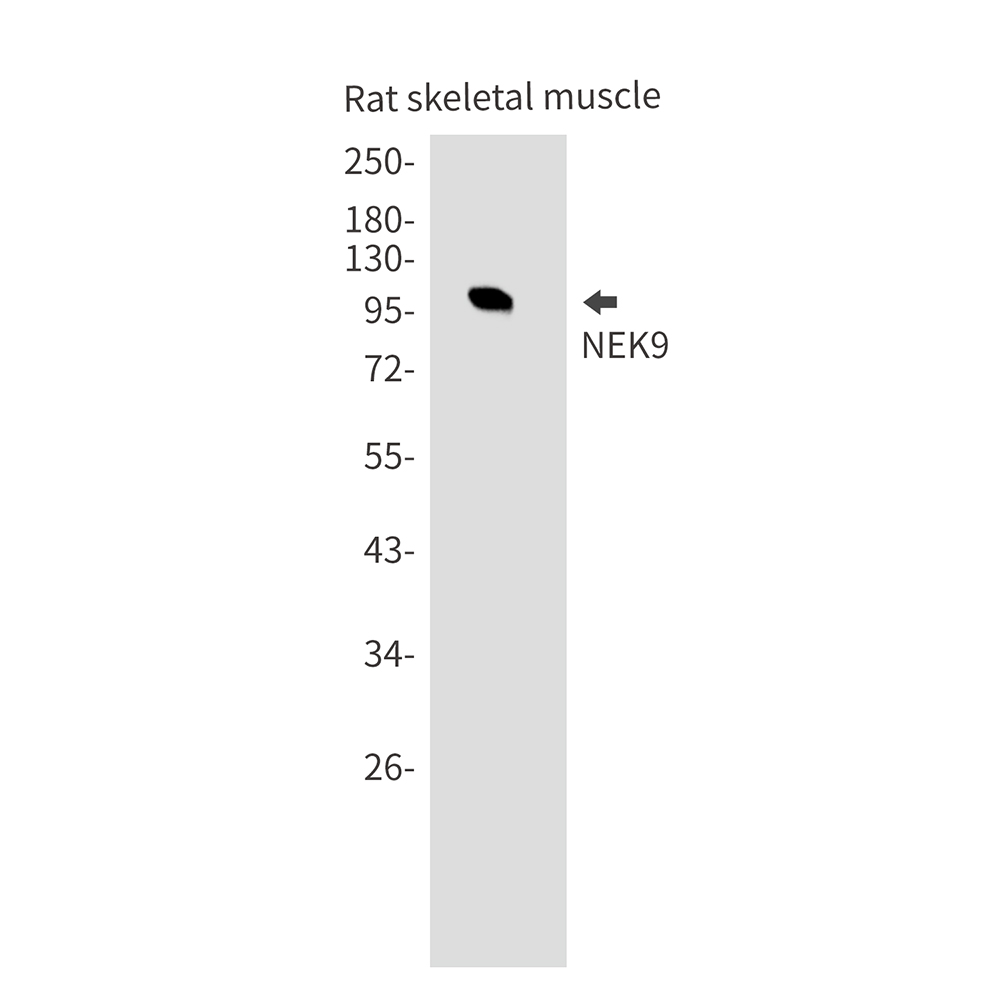 NEK9 Rabbit mAb