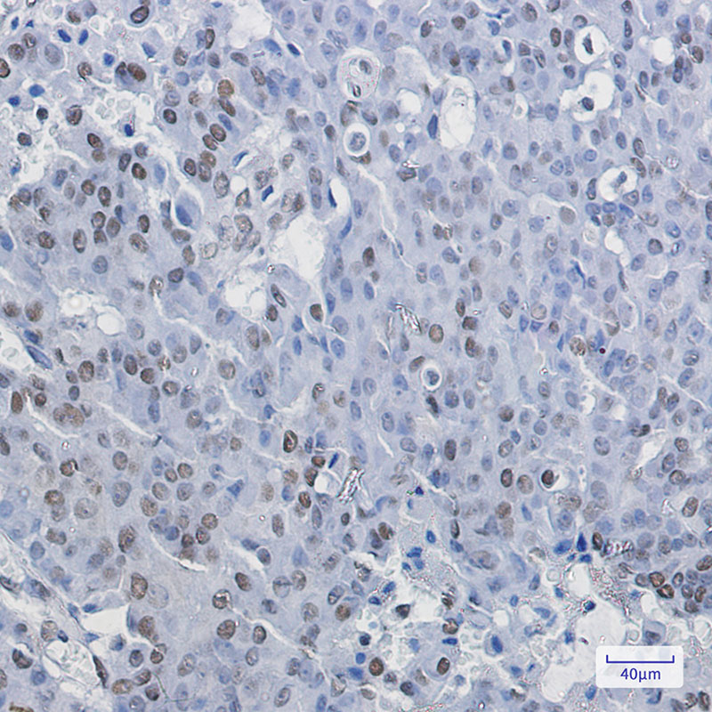 NELFE Rabbit mAb