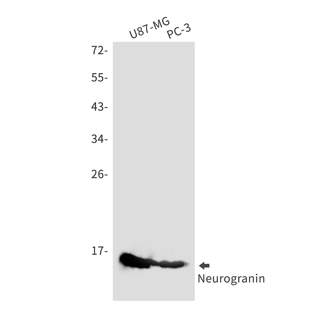 Neurogranin Rabbit mAb