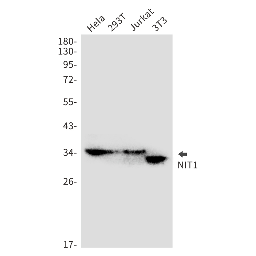 NIT1 Rabbit mAb