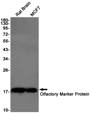 Olfactory Marker Protein Rabbit mAb