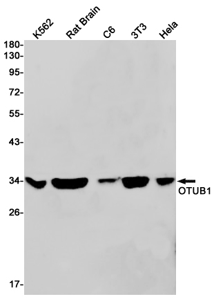 OTUB1 Rabbit mAb