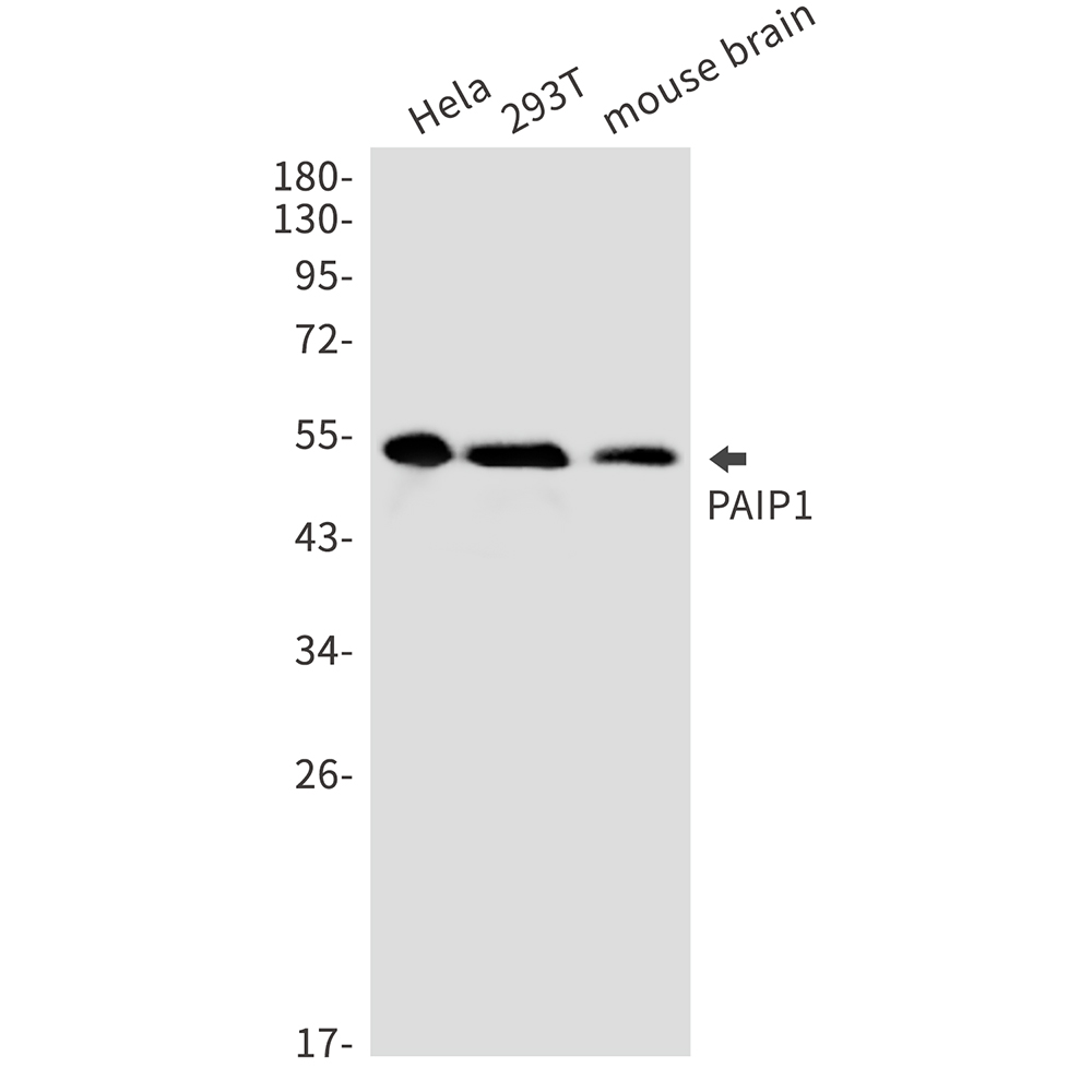 PAIP1 Rabbit mAb