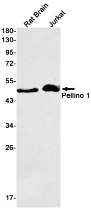 Pellino 1 Rabbit mAb