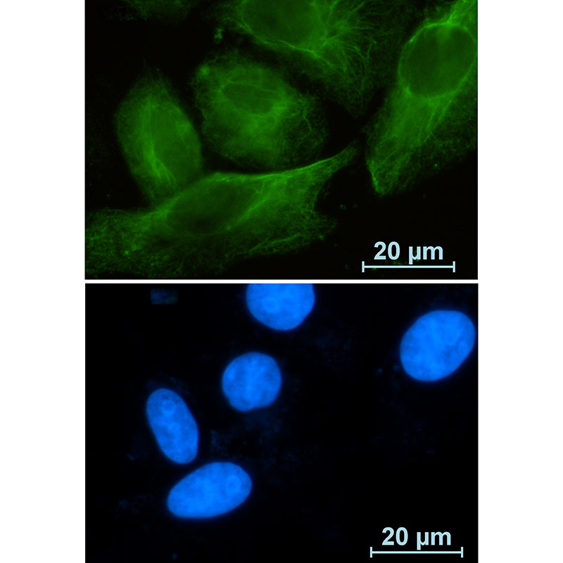 Rab10 Rabbit mAb