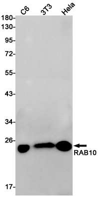 Rab10 Rabbit mAb