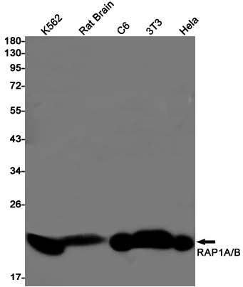 RAP1 Rabbit mAb