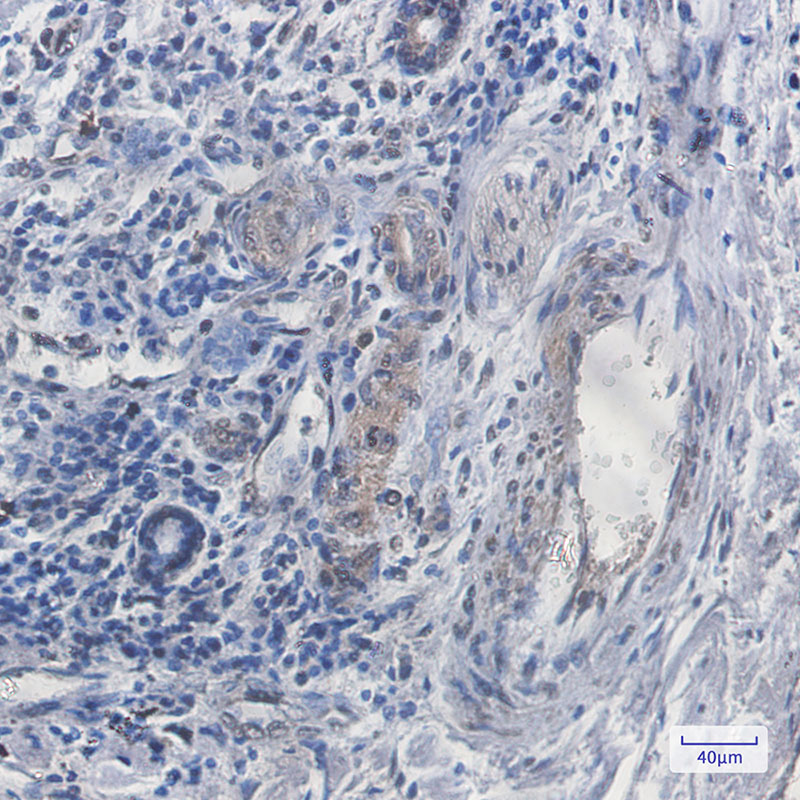 SCAI Rabbit mAb