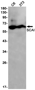 SCAI Rabbit mAb