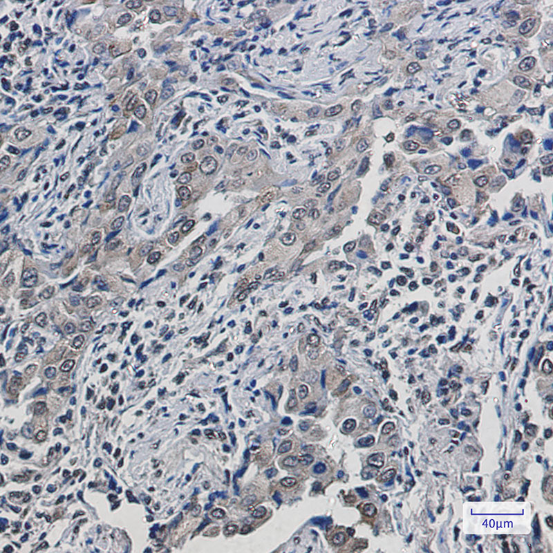 SCD1 Rabbit mAb