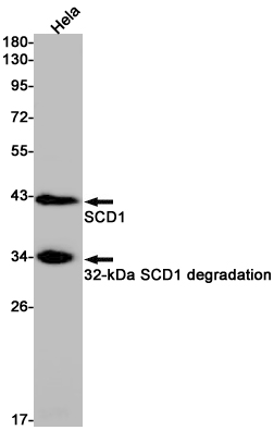 SCD1 Rabbit mAb