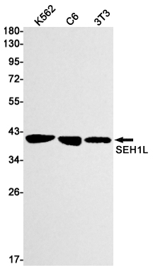 SEH1L Rabbit mAb