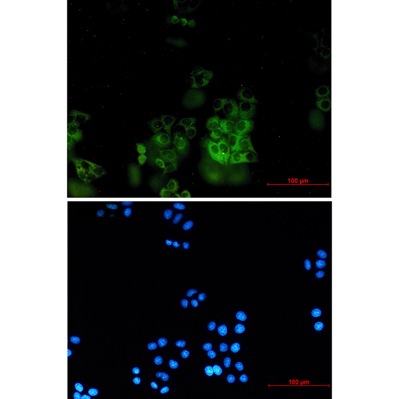 SNX9 Rabbit mAb