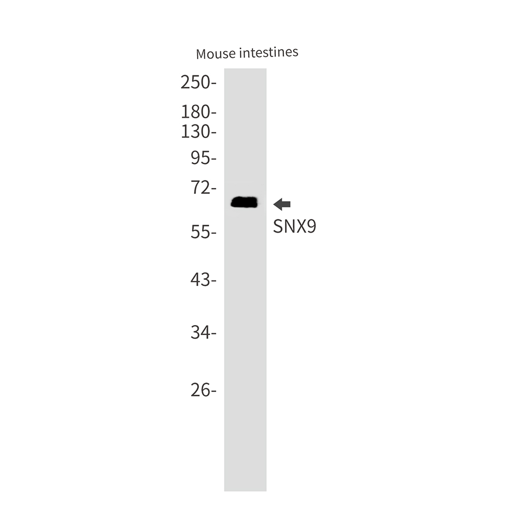 SNX9 Rabbit mAb