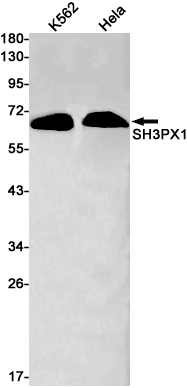 SNX9 Rabbit mAb