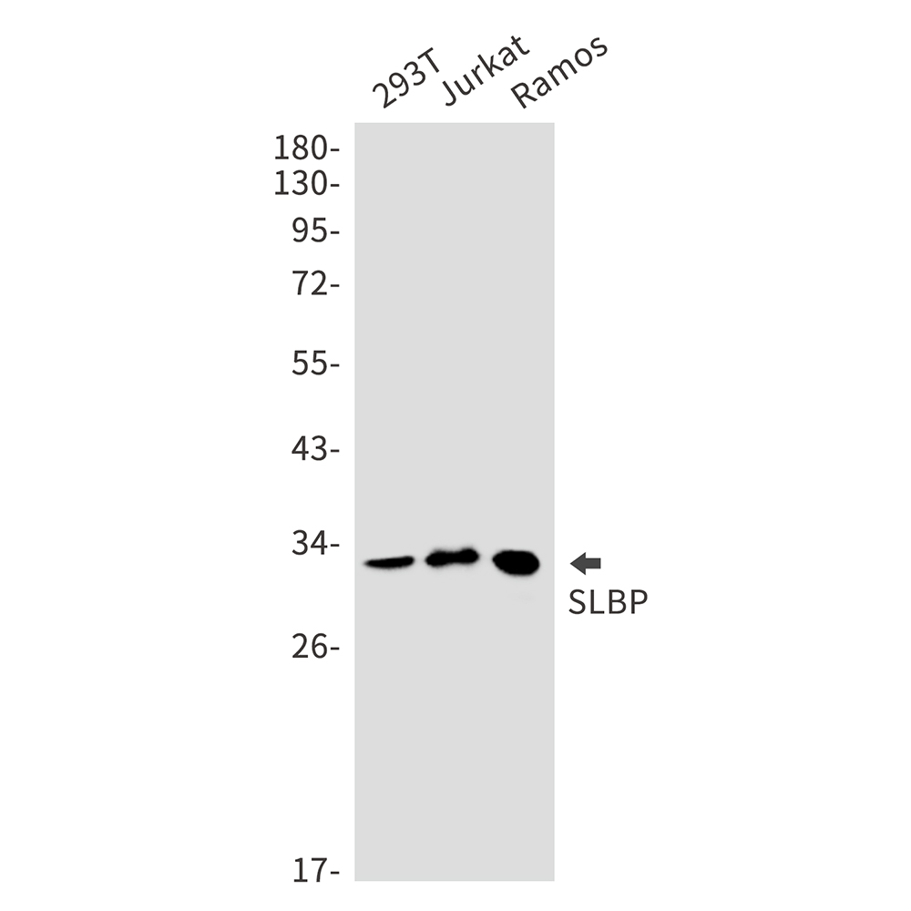 SLBP Rabbit mAb