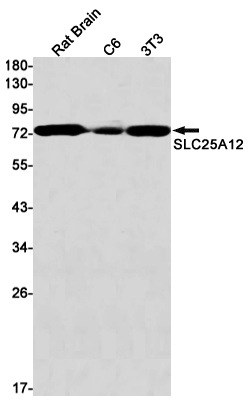 SLC25A12 Rabbit mAb