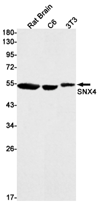 SNX4 Rabbit mAb