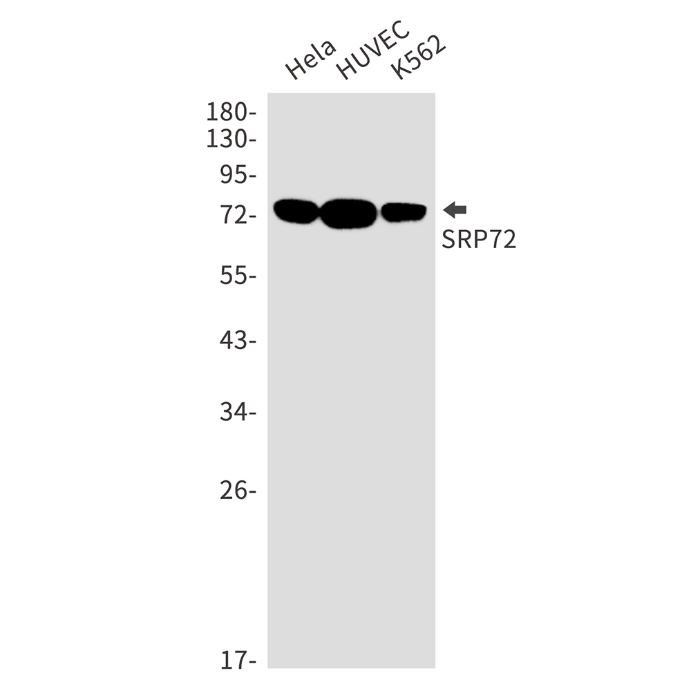 SRP72 Rabbit mAb