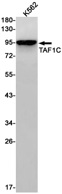 TAF1C Rabbit mAb