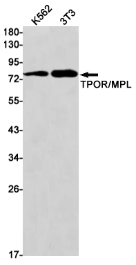 Thrombopoietin Receptor Rabbit mAb