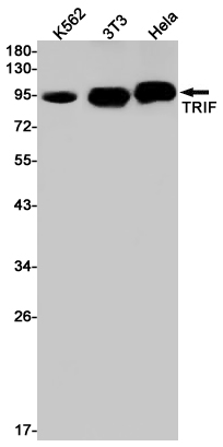 TRIF Rabbit mAb