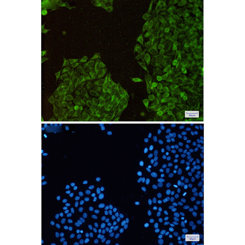 Thioredoxin Like Protein 1 Rabbit mAb