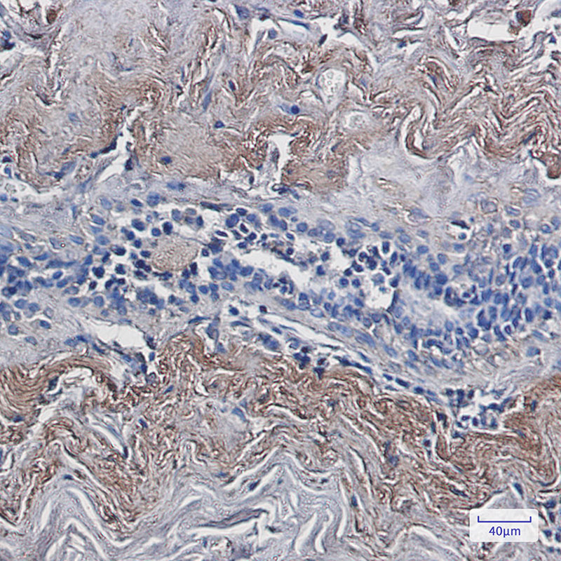 Thioredoxin Like Protein 1 Rabbit mAb