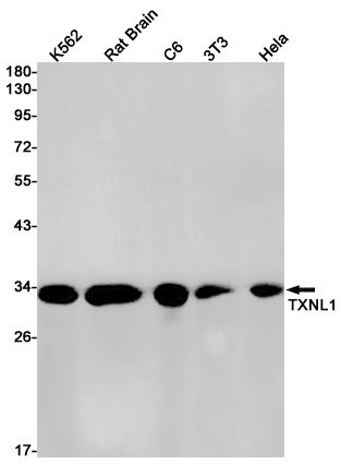 Thioredoxin Like Protein 1 Rabbit mAb