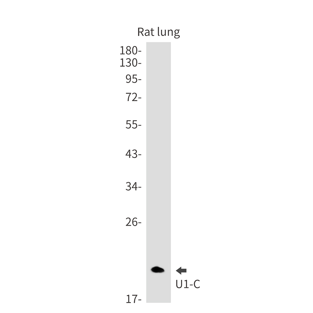 U1C Rabbit mAb