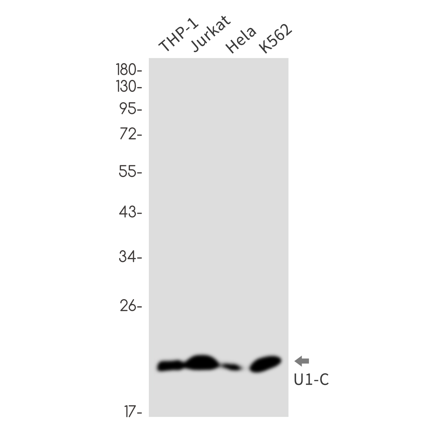 U1C Rabbit mAb