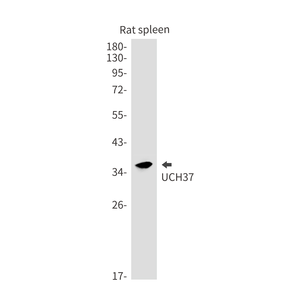 UCHL5 Rabbit mAb