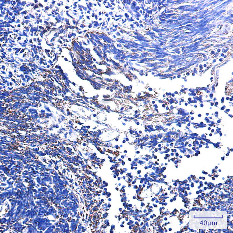 Complex III Subunit 7 Rabbit mAb