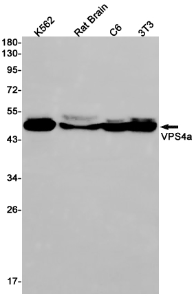 VPS4A Rabbit mAb