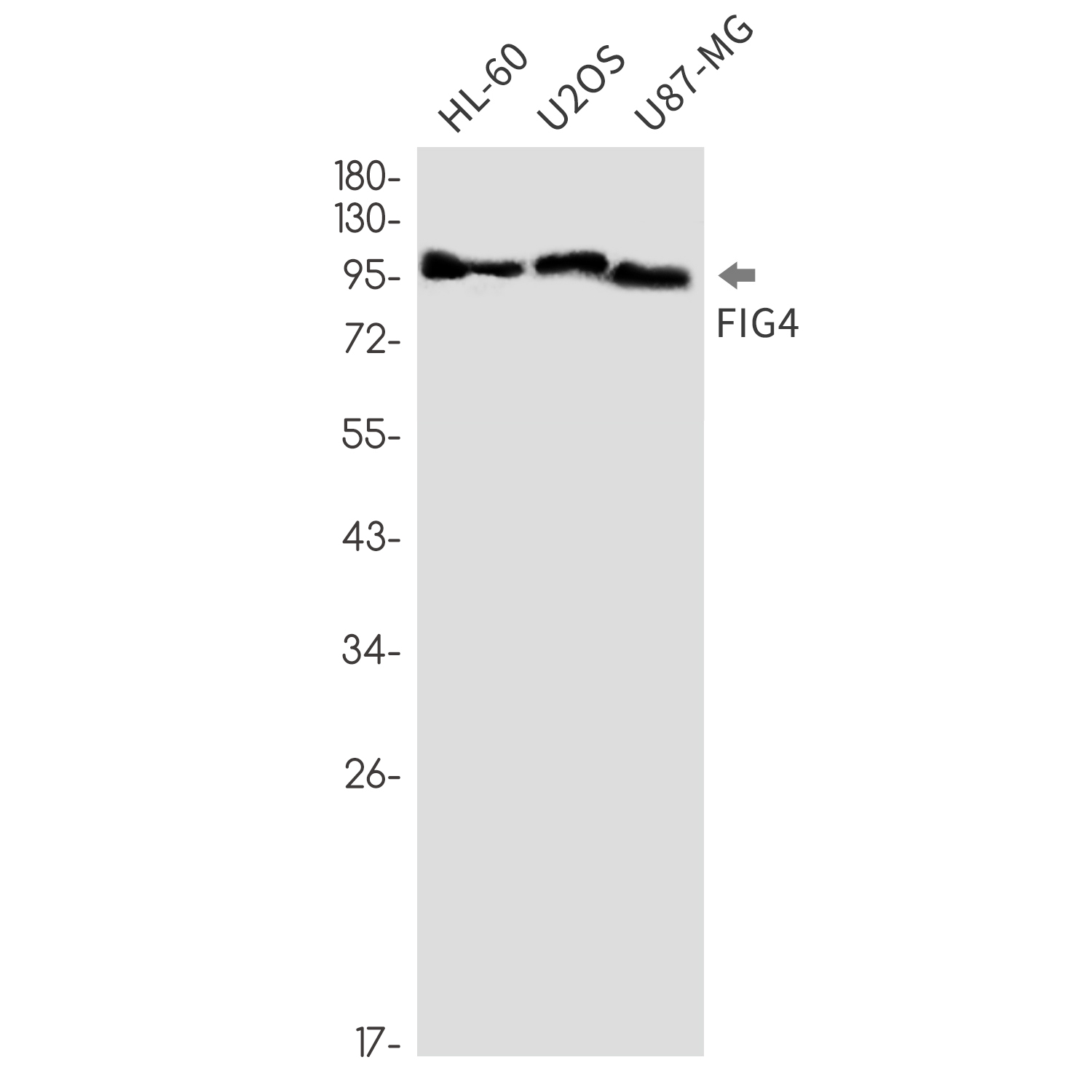 FIG4 Rabbit mAb