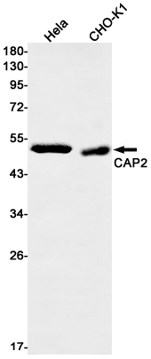 CAP2 Rabbit mAb