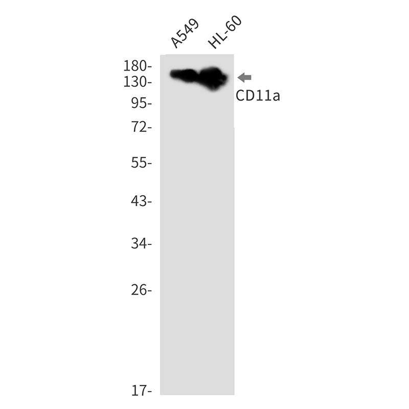 Integrin alpha L Rabbit mAb