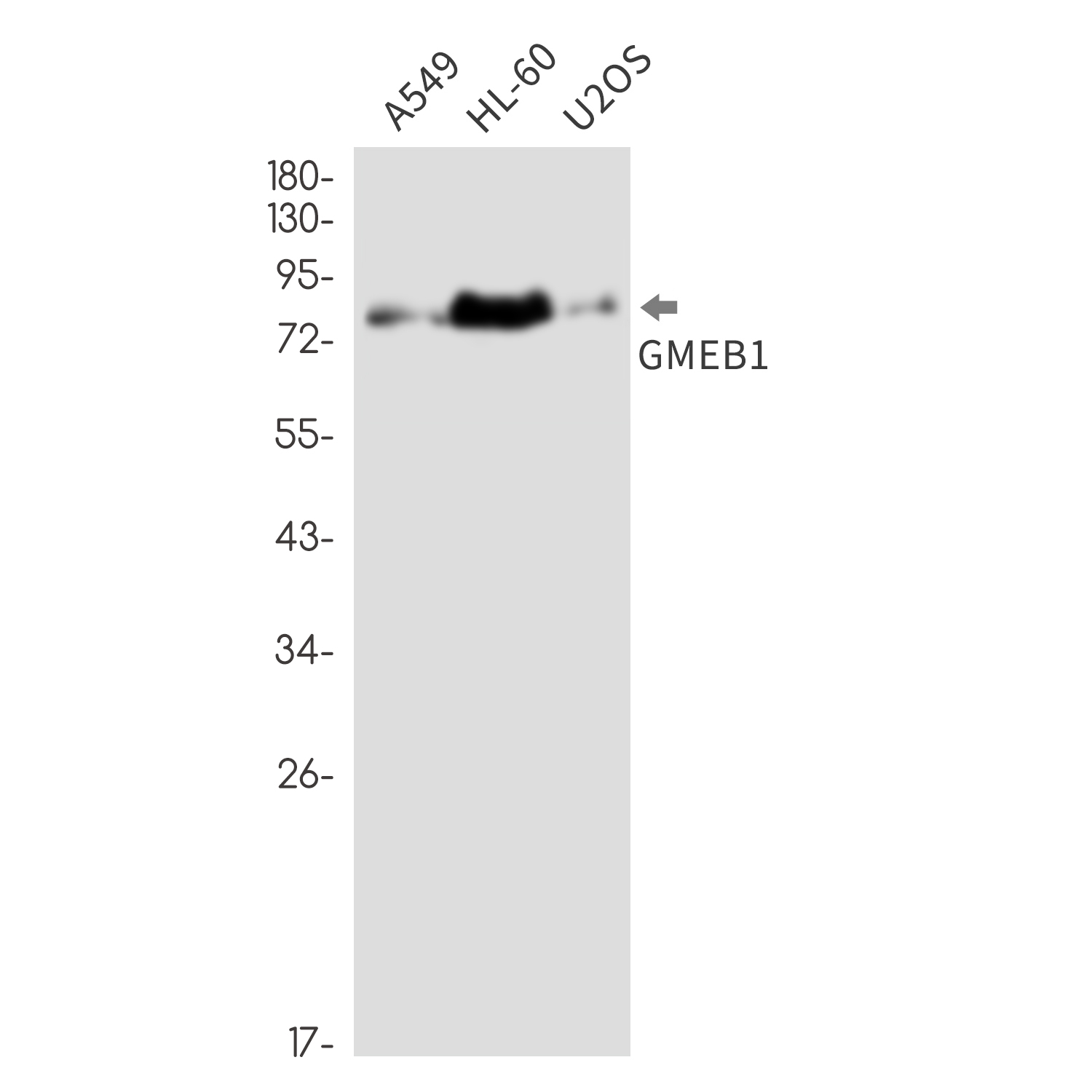 GMEB1 Rabbit mAb