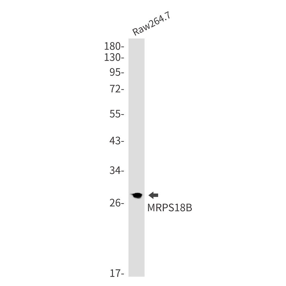 MRPS18B Rabbit mAb