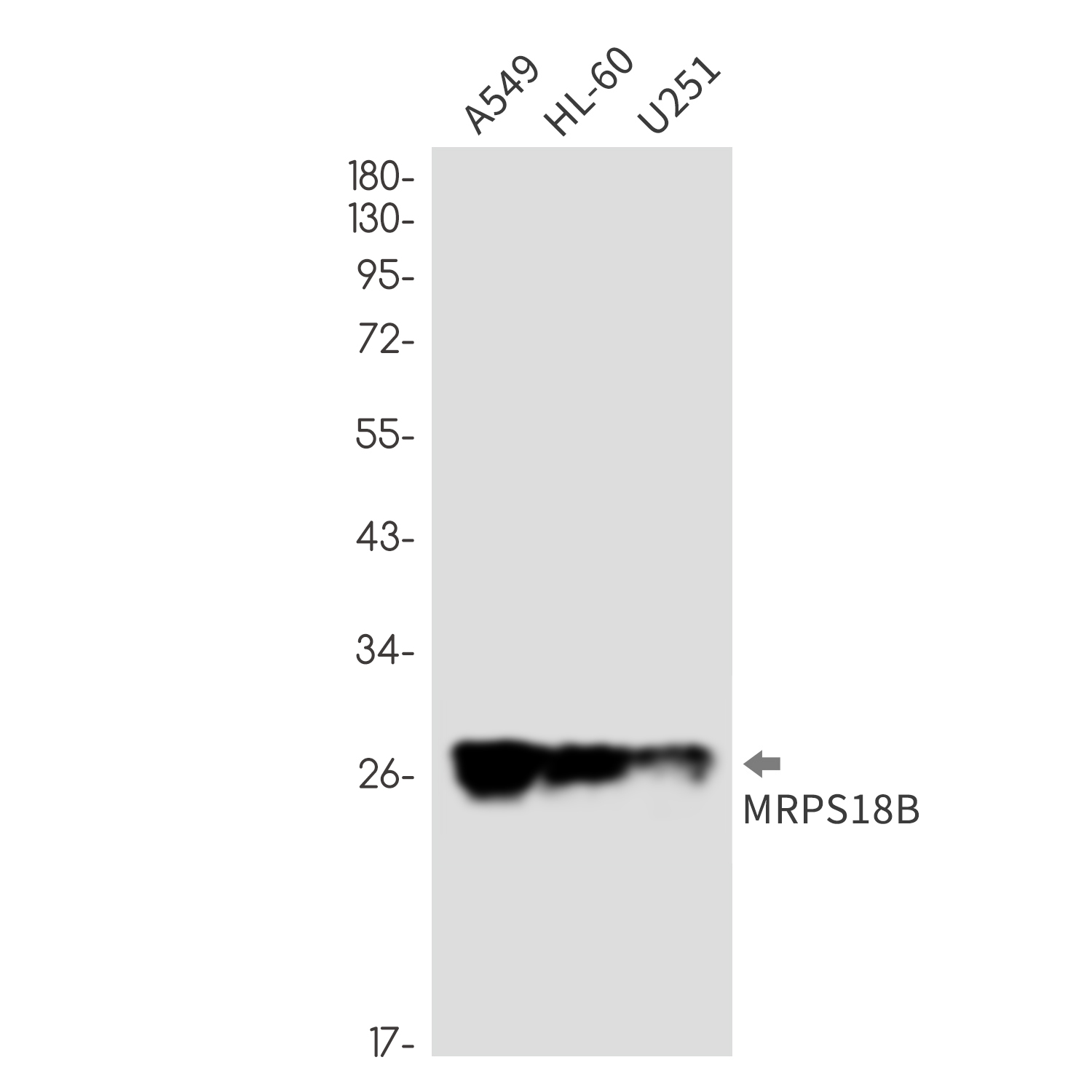 MRPS18B Rabbit mAb