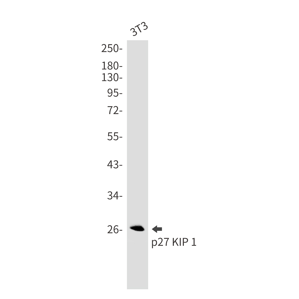 p27 Kip 1 Rabbit mAb