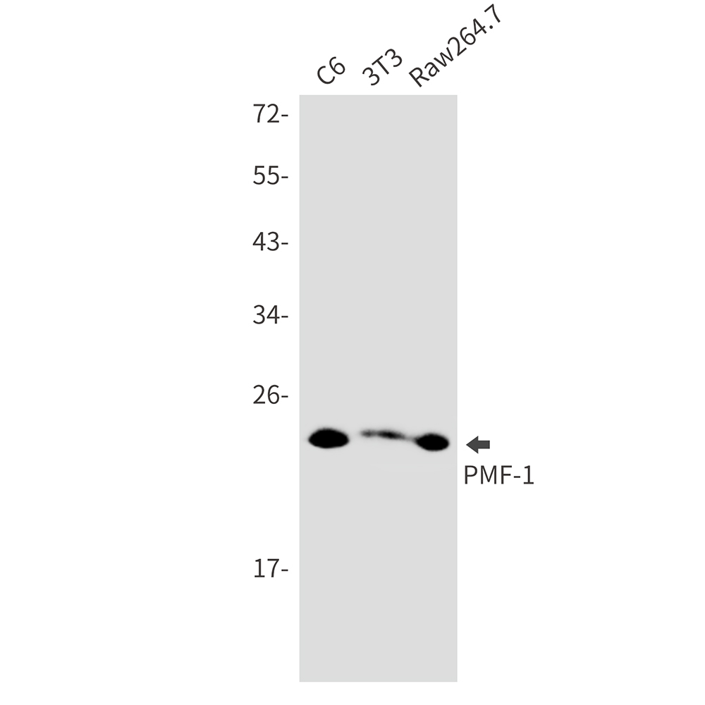 PMF 1 Rabbit mAb