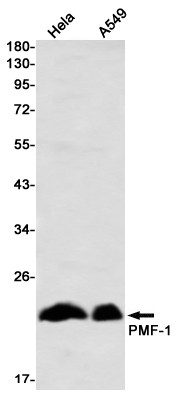 PMF 1 Rabbit mAb