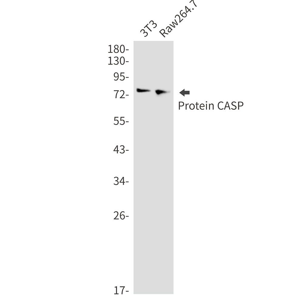 Protein CASP Rabbit mAb