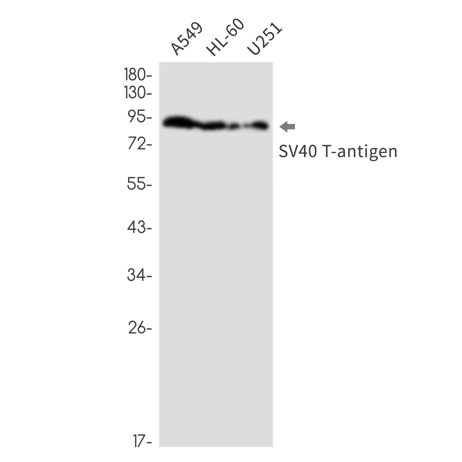 SV40 T Antigen Rabbit mAb