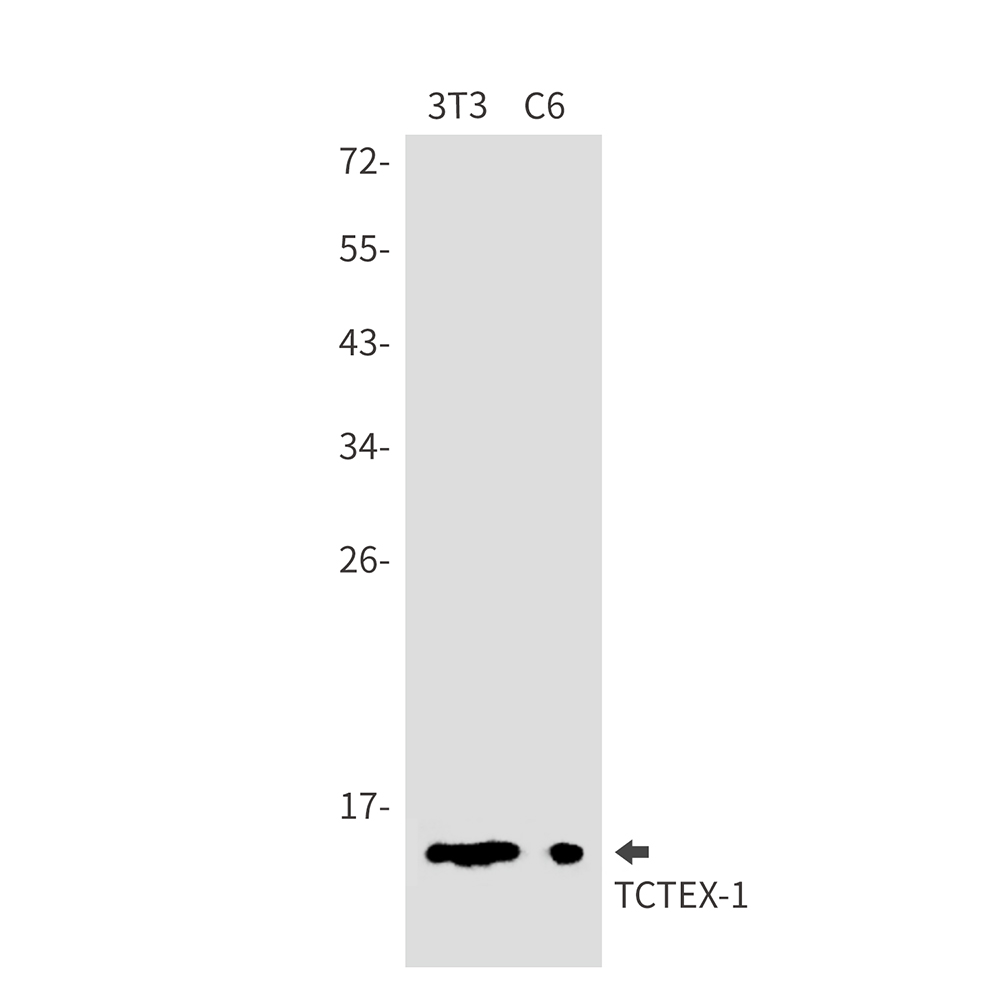 Dynein Light Chain Tctex Type 1 Rabbit mAb